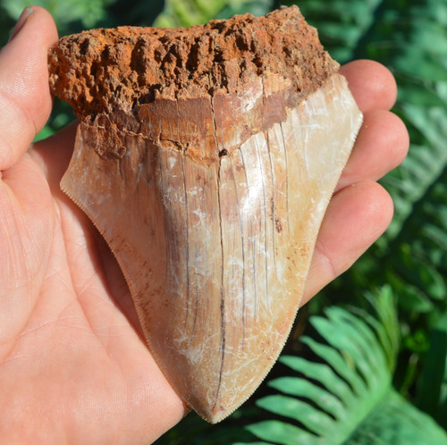 Wow genuine megalodon - ....genuine,