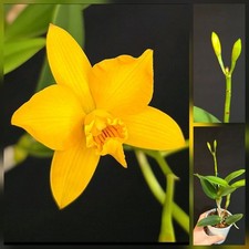 Mini Cattleya Hybrid Yellow. 1