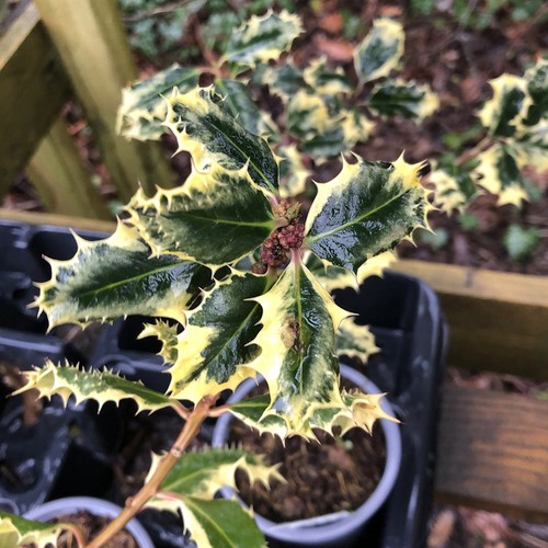 Ilex ferox argentea - argentea, award