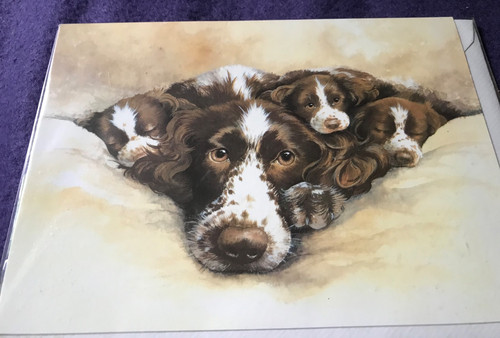 Birthday card springer - birthday,