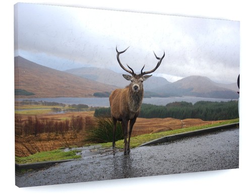 Stag deer animal canvas - animal,