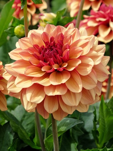 Rare premium dahlia orange - rare,