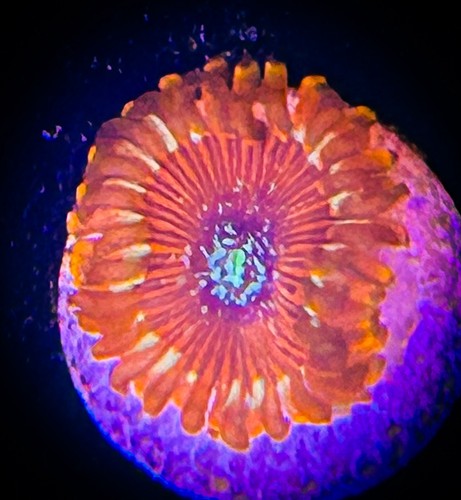Saf magician zoanthid coral - saf~magician,