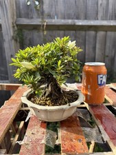 Japanese Satsuki Azalea Bonsai
