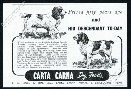 1948 english springer - springer, spaniel