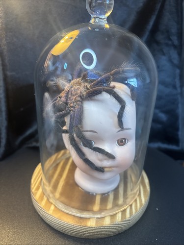 Ooak doll head dome - doll,