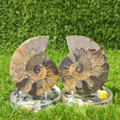 Madagascar ammonite fossil