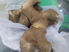 2 X Antique Dogs ..real Fur