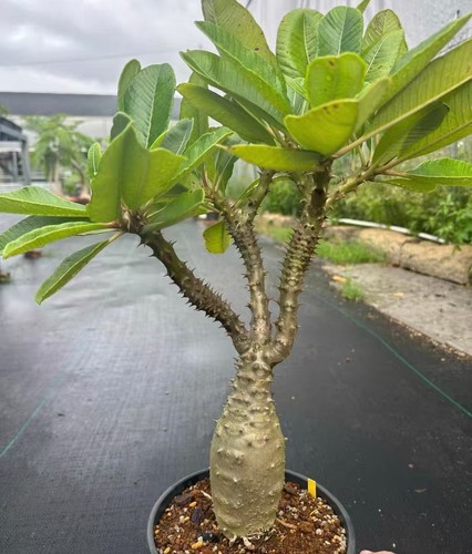 Pachypodium baronii wysiwyg - baronii,
