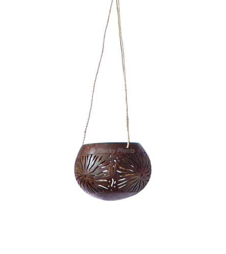Coconut hanging planter - coconut,