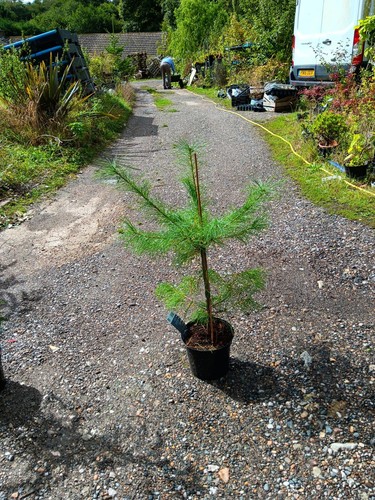 Pinus strobus eastern white - pinus,
