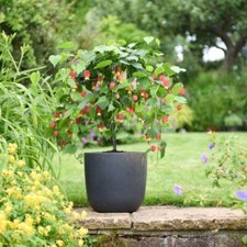 Abutilon megapotamicum -