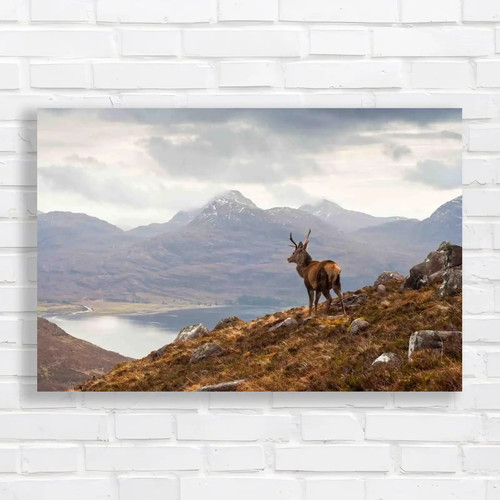Wild stag overlooking loch - wild,