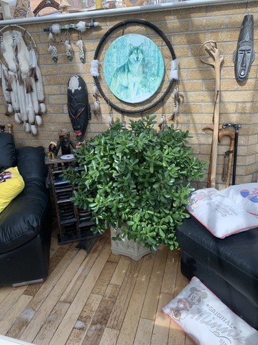 Giant lucky money jade plant - lucky,