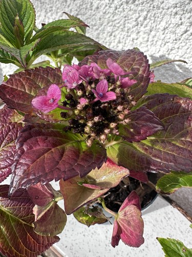 Hydrangea macrophylla pot p20 - macrophylla,