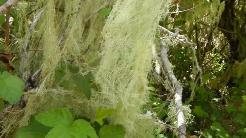 Old man beard - old,