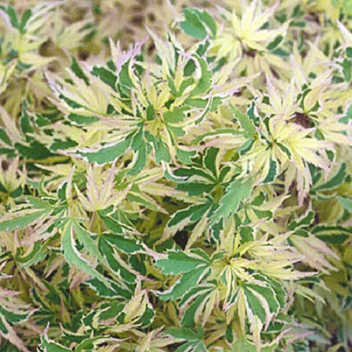 Butterfly dwarf upright - dwarf,