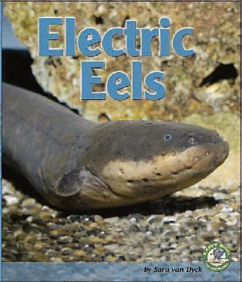 Electric eels early bird - electric,