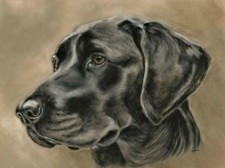 Black Labrador artwork
