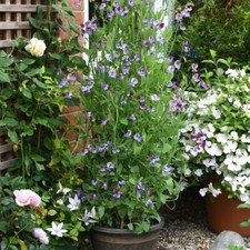 T&M Sweet Pea Three Times As