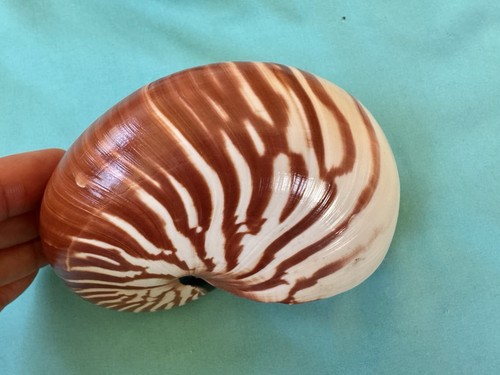 Beautiful sea shell - , nautilus