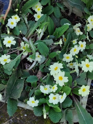 New native primrose - native,