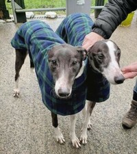 Tartan RED BLUE BEIGE Fleece Dog Coat Jumper Greyhound Lurcher Whippet Galgo