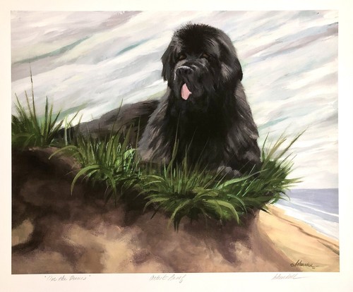 Limited edition newfoundland - limited,