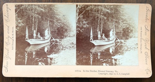 Dismal swamp virginia - swamp,