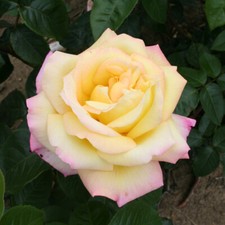 Hybrid Tea Rose, Peace, Yellow to Pink Blooms, Fragrant, RHS Award, 3L Potted