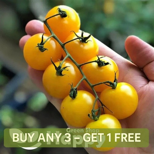 Yellow cherry tomato seeds - cherry,