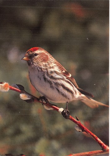 Bird postcard redpoll - postcard, large