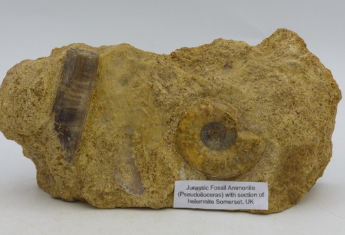 Jurassic ammonite fossil - jurassic,