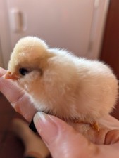 Polish bantam hatching eggs - polish,