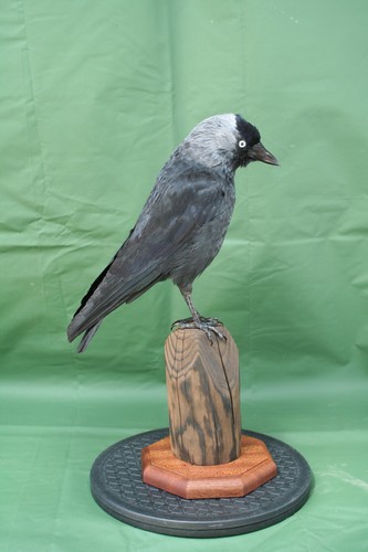 Taxidermy corvid this not a - taxidermy,