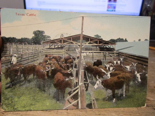 Texas old postcard cattle - texas,