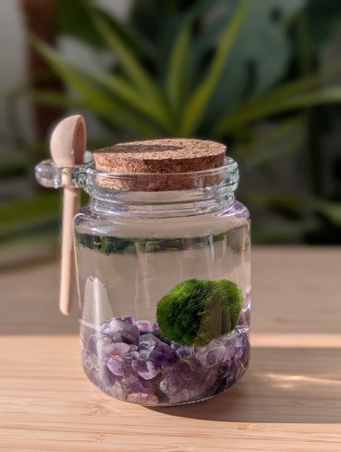 Marimo moss ball pet an - marimo,