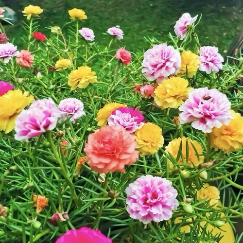 Moss rose seeds - moss,