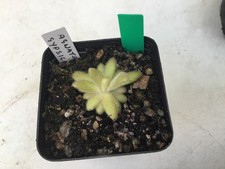 Pinguicula Agnata X Gypsicola