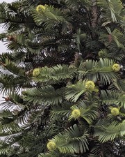 25 x Wollemia Nobilis Pine Seeds Ancient Jurassic Tree UK Grown - Fresh Seeds 