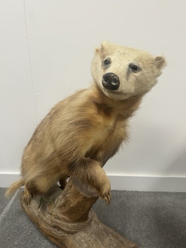 Taxidermy standing common - standing,