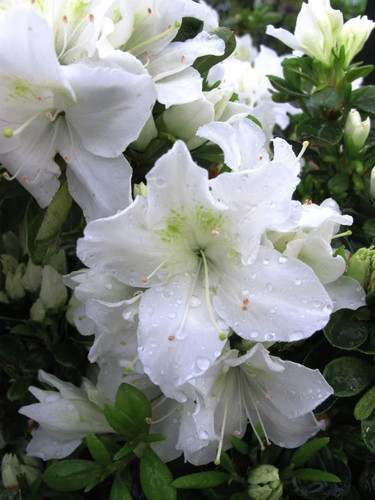 White rhododendron hybrid - white,
