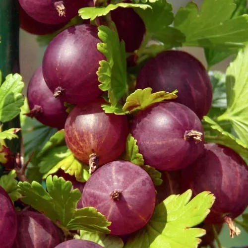 Red gooseberry european - gooseberry,