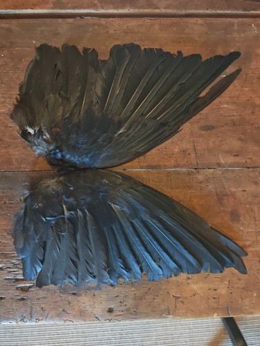 Crow wings dried - crow, open