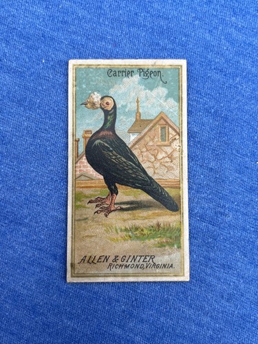 Carrier pigeon 1888 allen - pigeon,