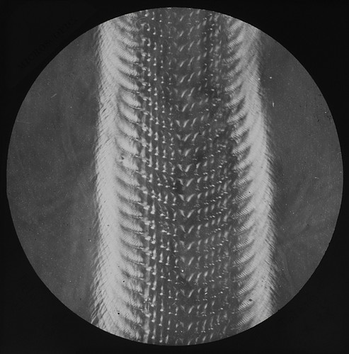 Microscope photo palate - photo, of