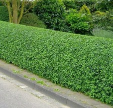 10 Wild Privet Hedging