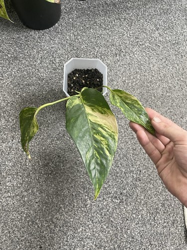 Epipremnum pinnatum cintho - epipremnum,
