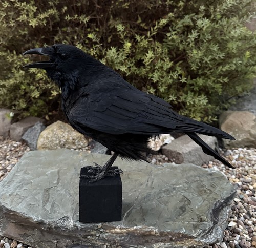 Taxidermy calling crow - taxidermy, xl