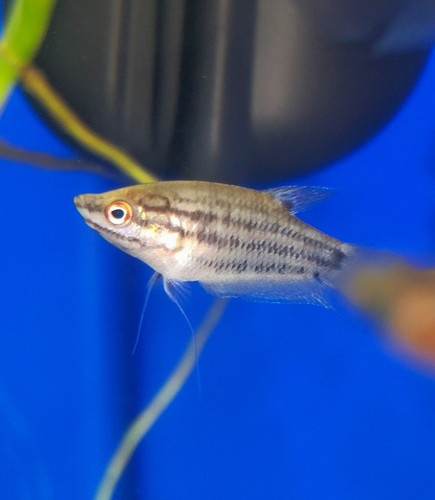 Croaking gourami 5 inches - croaking,